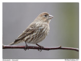 Roselin familier <br/> House finch