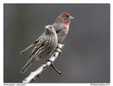 Roselin familier <br/> House finch
