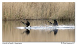 Bernache du Canada - Canada goose