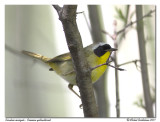 Paruline masque - Common yellowthroat