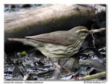 Paruline des ruisseaux <br/> Northern waterthrush