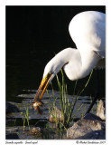 Grande aigrette <br> Great egret