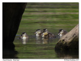 Canard branchu <br> Wood duck