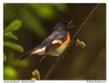 Paruline flamboyante - American redstart