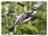 Pic mineur - Downy woodpecker