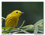 Paruline jaune<br>Yellow warbler