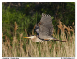 Grand hron <br/> Great blue heron