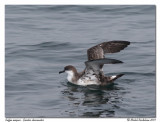 Puffin majeur - Greater shearwater