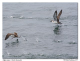 Puffin majeur<br>Greater shearwater