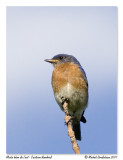 Merle bleu de lest <br/> Eastern bluebird