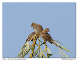 Vacher  tte brune - Brown headed cowbird