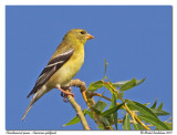 Chardonneret jaune <br/> American goldfinch