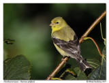 Chardonneret jaune - American goldfinch