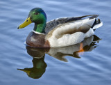 _DSC0972pb.jpg  Drake Mallard Duck