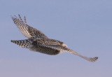 The Glide