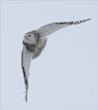 Swooping Forward