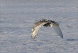 Skimming the Ground