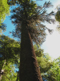 LAraucaria madre