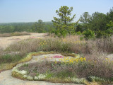 Bradley Peak Trail13 - Arabia Mountain National Preserve, GA.jpg