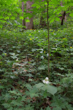 Shirley Miller Wildflower Trail3 - Crockford-Pigeon Mt WMA.jpg