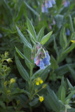 CrestedButte_07_145.jpg