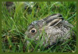 Baby_hare_4