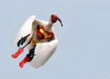 Super Ibis.jpg