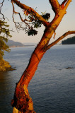 Arbutus in the sunset