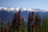 Red whitebark pink near DArcy