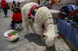 Well-adorned llama