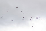 A flock of scarlet macaws... about 27 I counted