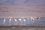 Flamingos filter-feeding the algae