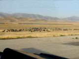 Sheep next to the runway