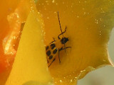 4-27-2005 Yellow Beetle.JPG