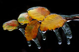 1-2007 Ice Storm 6.jpg