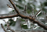 1-2007 Ice Storm 5.jpg