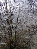 1-2007 Ice Storm 12.jpg