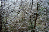 1-2007 Ice Storm 15.jpg