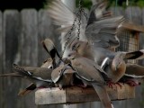 White-winged Dove Feeding Frenzy 2    768.jpg