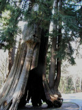 Vancouver BC CanadaTree Struck by Lightning.jpg