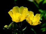 Cactus Flower 2.jpg