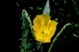 Cactus Flower 5.jpg