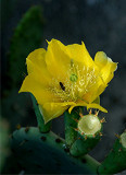 Cactus Flower 7.jpg