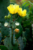 Cactus Flower   10.jpg