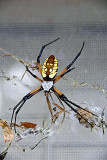 Orb Web Spider 2a.jpg