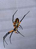 Orb Web Spider 3a.jpg