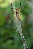 Orb Web Spider 7a.jpg