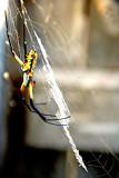 Orb Web Spider 8a.jpg
