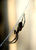 Orb Web Spider 10a.jpg
