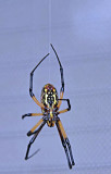 Orb Web Spider Hanging by a Thread.jpg